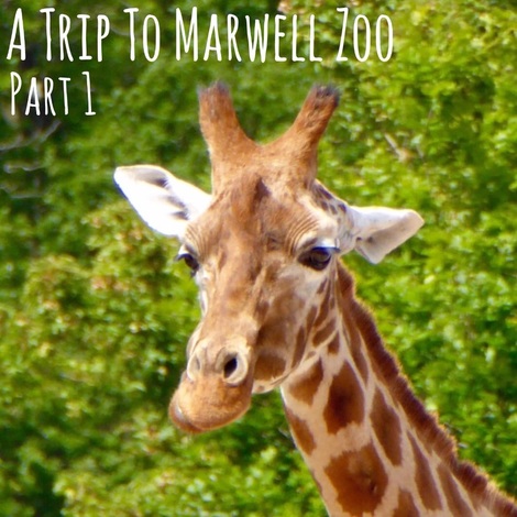 A Trip To Marwell Zoo