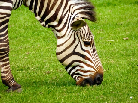 Zebras at Marwell Zoo