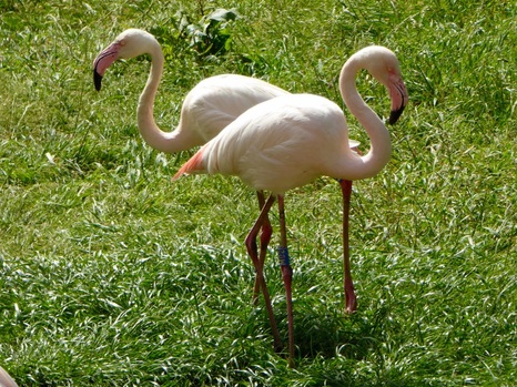 Flamingos at Marwell Zoo