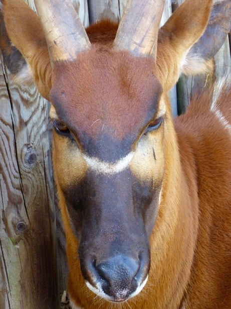A Bongo At Marwell Zoo