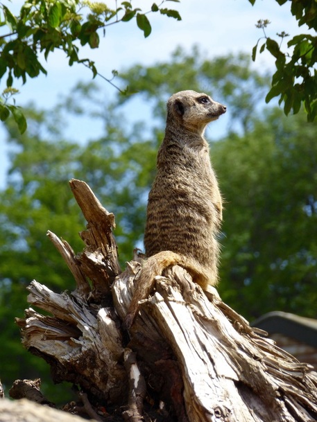 Meerkats at Marwell Zoo